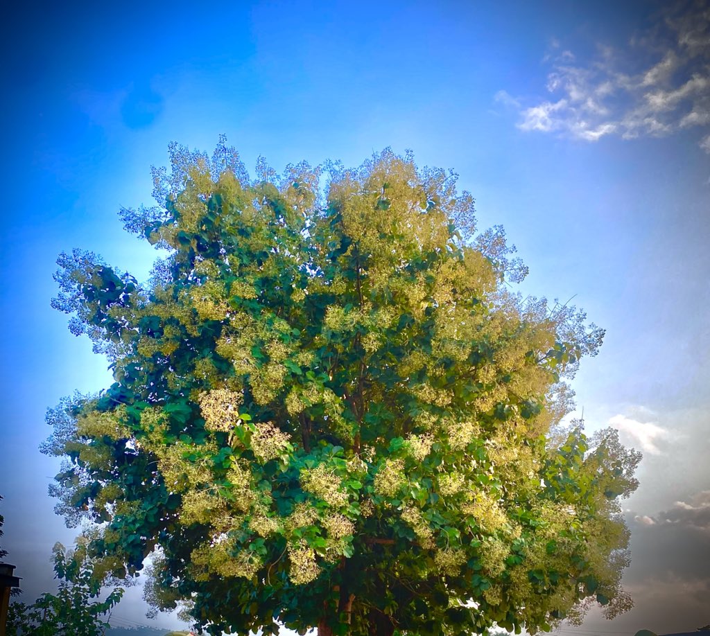 bellakollection's tweet photo. #wallpaper_inspo
 #NatureBeauty 
#NatureLover 
#NaturePhotography 
🩷🩷🩷💚💚🩷🍀🩷🩷🩷
#ceasefire 
#Iran https://t.co/2TBKZD8ROc