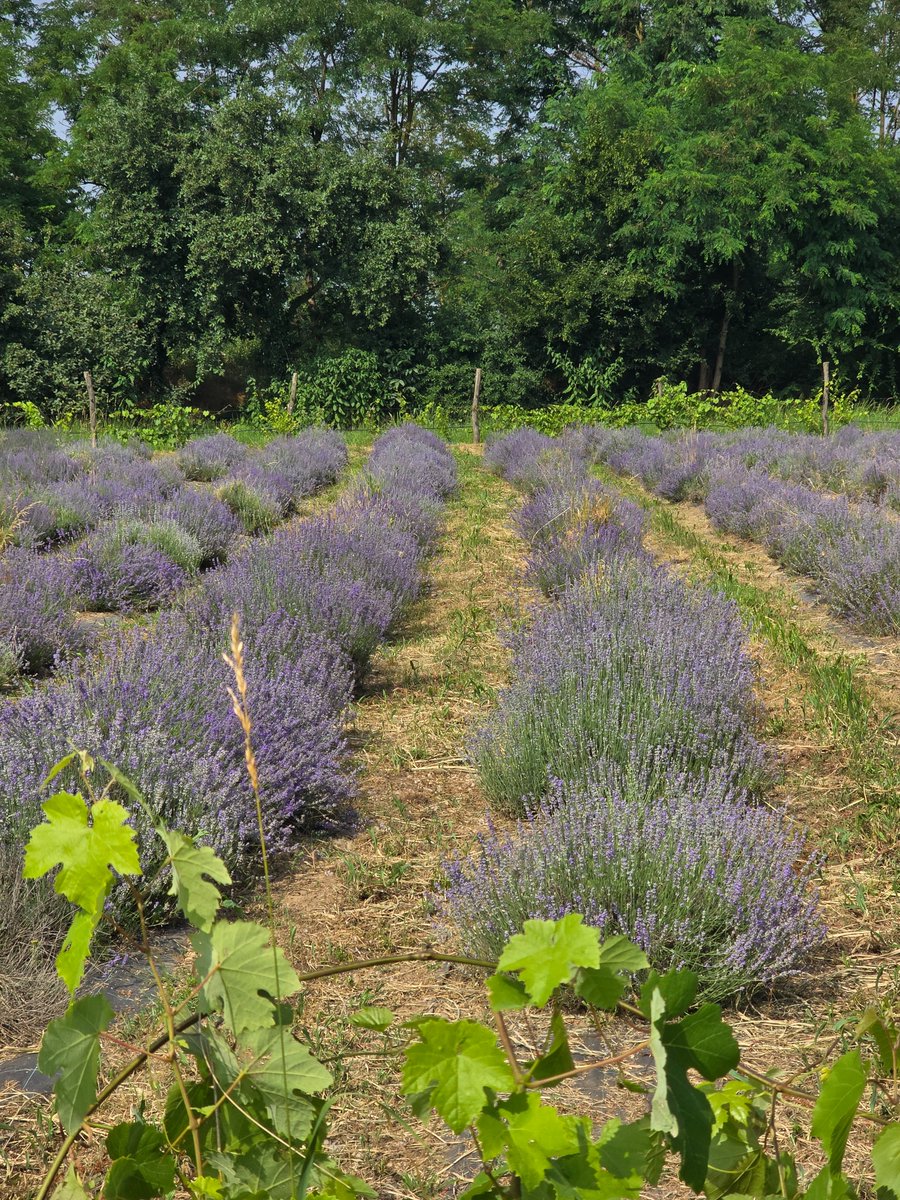 Fabio Fimiani tweet media