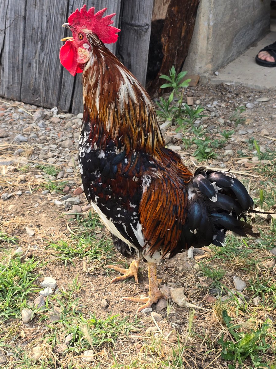 Fabio Fimiani tweet media