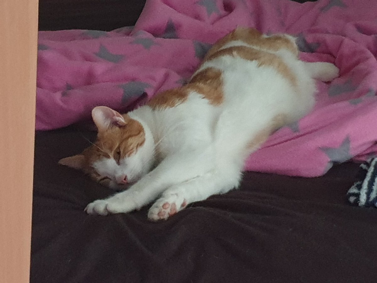 RobertMatthia18's tweet photo. @eldjigbe Cute cat...my male cat called "Lars". My best buddy in orange and white. We even go for walks regularly... https://t.co/85blNWfgAt
