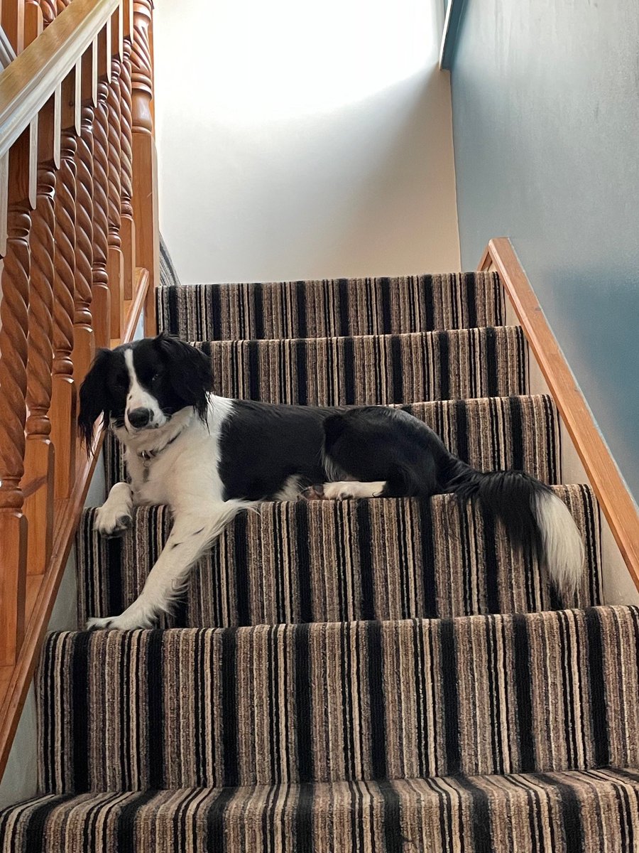 BCTGB's tweet image. ๐ฅฐThank you for the update Mary, and for your time and patience with Dora, it's definitely paid off!๐ฅฐ
'She has settled down so well. Beautiful nature and very clever. When we first had her she was very reactive to other dogs but now she loves my son's two dogs'