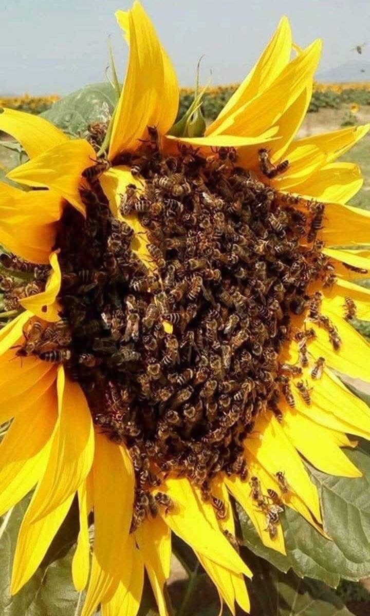 Did you know, those little bees you see in the evening sitting on flowers are old bees. Old &amp; sick bees don't return to the hive at the end of their day. They spend the night on flowers, and if they have the chance to see another sunrise, they resume their activity by bringing