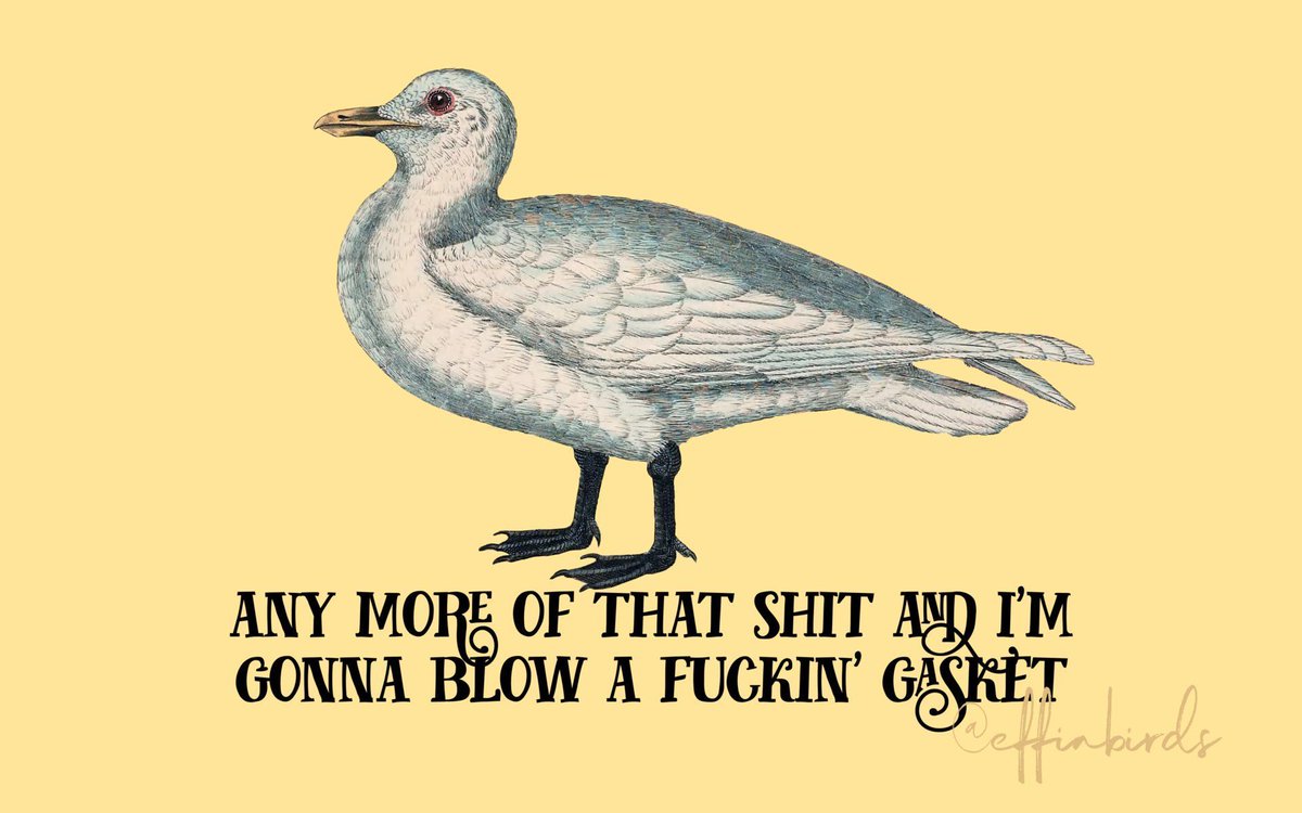 Effin' Birds (@effinbirds) on Twitter photo 