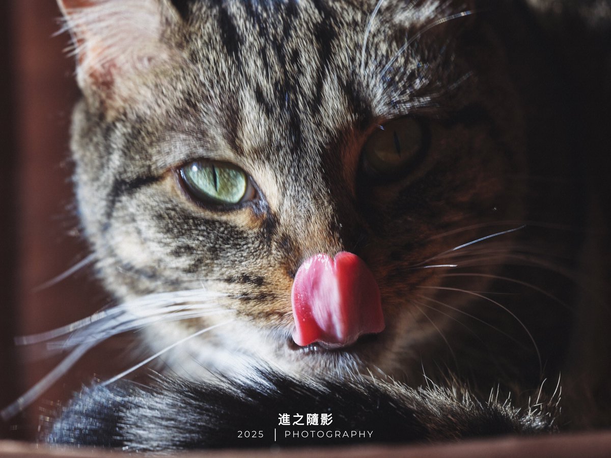妖風起，在家逗貓