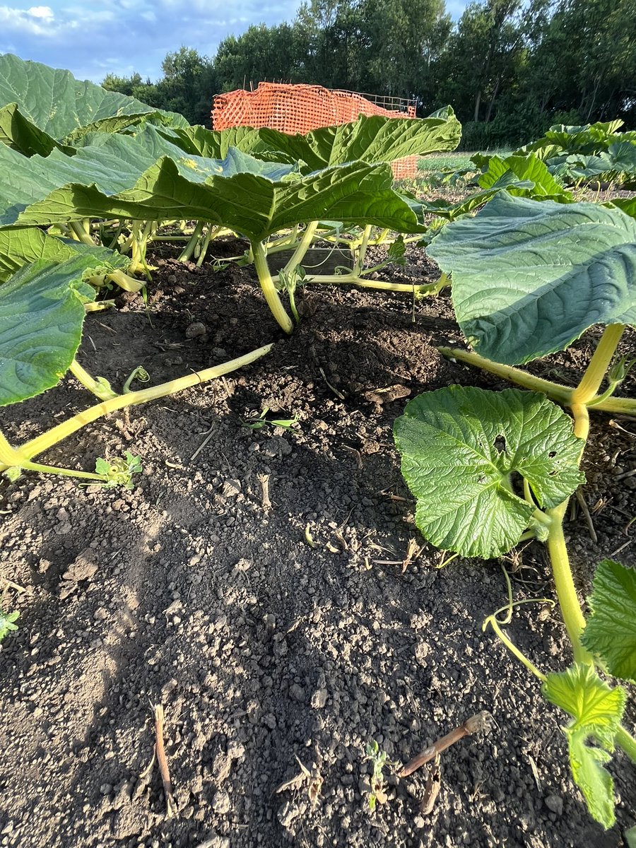 Here’s another plant math problem: Giant pumpkins put out adventitious roots at every leaf node. 800 leaves in 800sq ft area = 800 unique root systems. Bury the nodes with compost to stimulate = 60lbs fruit growth/day = 3000+lb 🎃
