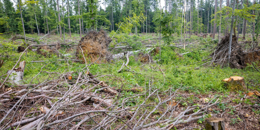 Lesnická a dřevařská fakulta MENDELU (@ldf_mendelu) on Twitter photo <a href="/ldf_mendelu/">Lesnická a dřevařská fakulta MENDELU</a> koordinátorem projektu Horizont Evropa. Cíl? Hlubší porozumění vztahů mezi kořeny stromů, symbiotickými a saprotrofními houbami a půdními patogeny v různých ekosystémech Evropy a Asie → ldf.mendelu.cz/projekt-euasia… <a href="/ldf_mendelu/">Lesnická a dřevařská fakulta MENDELU</a> koordinátorem projektu Horizont Evropa. Cíl? Hlubší porozumění vztahů mezi kořeny stromů, symbiotickými a saprotrofními houbami a půdními patogeny v různých ekosystémech Evropy a Asie → ldf.mendelu.cz/projekt-euasia…