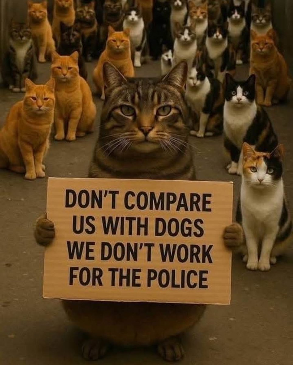 Mom saw this😂
#cats #CatsOfX