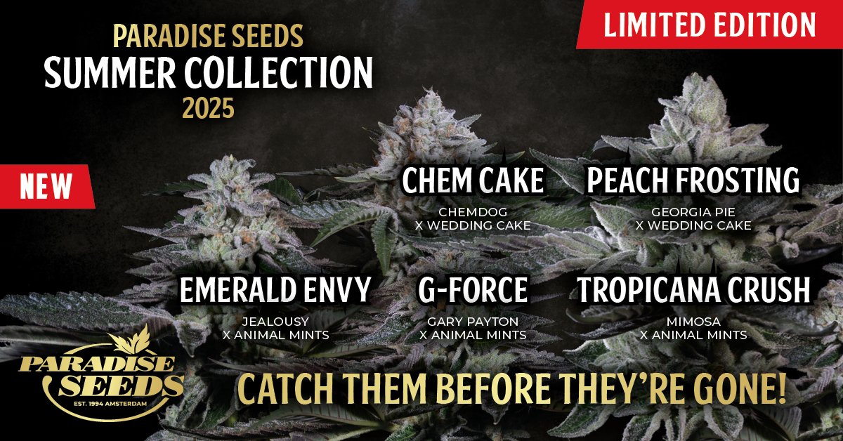 Our first EVER limited drop is officially here—don't miss out 😉

🛒 bit.ly/4ll22b4

#paradiseseeds #paradiseseedscommunity