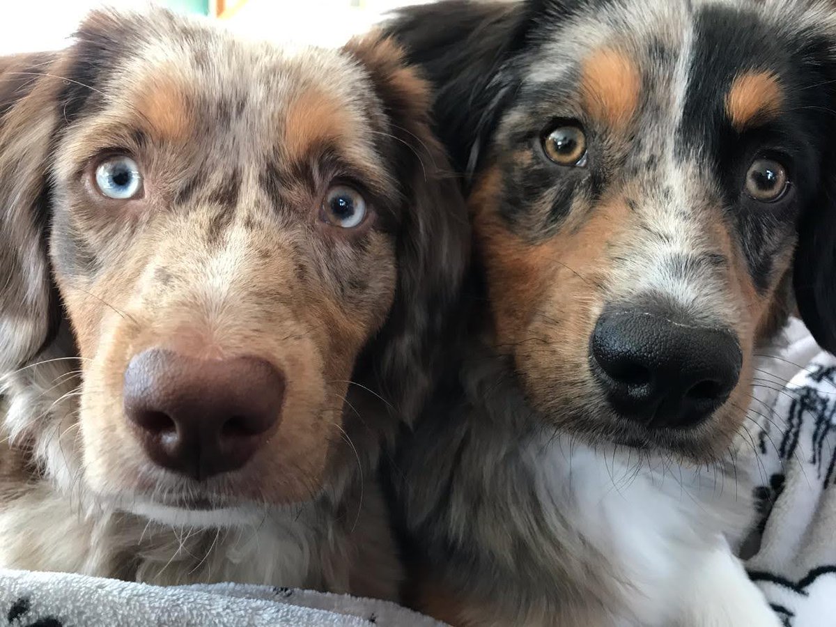 Hot Weather Pet Safety
facebook.com/share/p/14Eaiv…