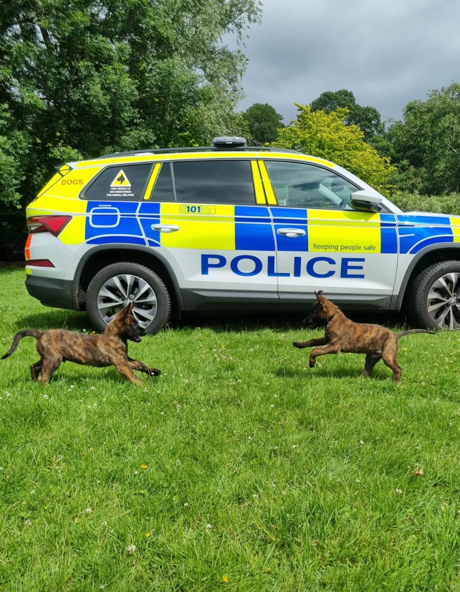 🚨 🚨 🚨   PUPPY ALERT    🚨 🚨 🚨 

Meet brothers TPD Zoon &amp; TPD Torro. 

The Dutch Herder pups joined the ranks in the West  where its a year of pup fun, socialisation &amp; basic training before the real hard graft starts!

From littermates, to classmates to colleagues, CHAOS!!!