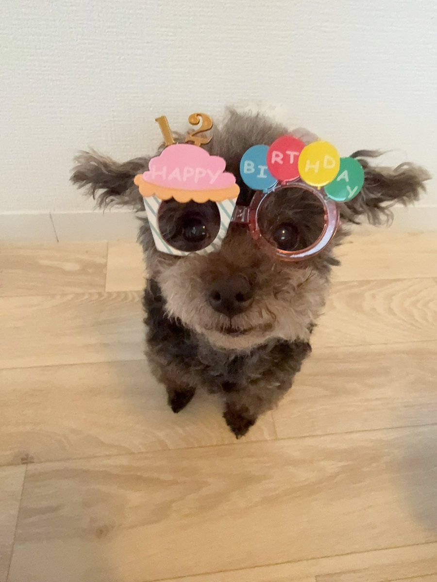 animori_ch's tweet photo. モリー12歳happy birthday https://t.co/D7sBwbK0BP