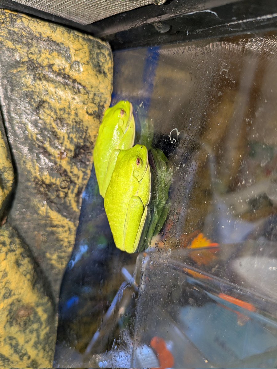 #ソロモンハナトガリガエル
  #アカメアマガエル
🫶