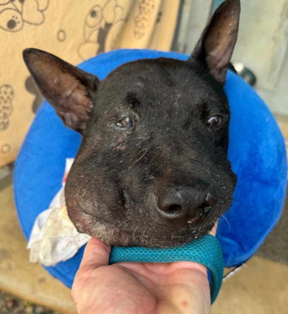 It took him 3 months but Shaq made it. 

He never once complained despite all the swelling and crazy bandages myself and the vets had for him (6/8)