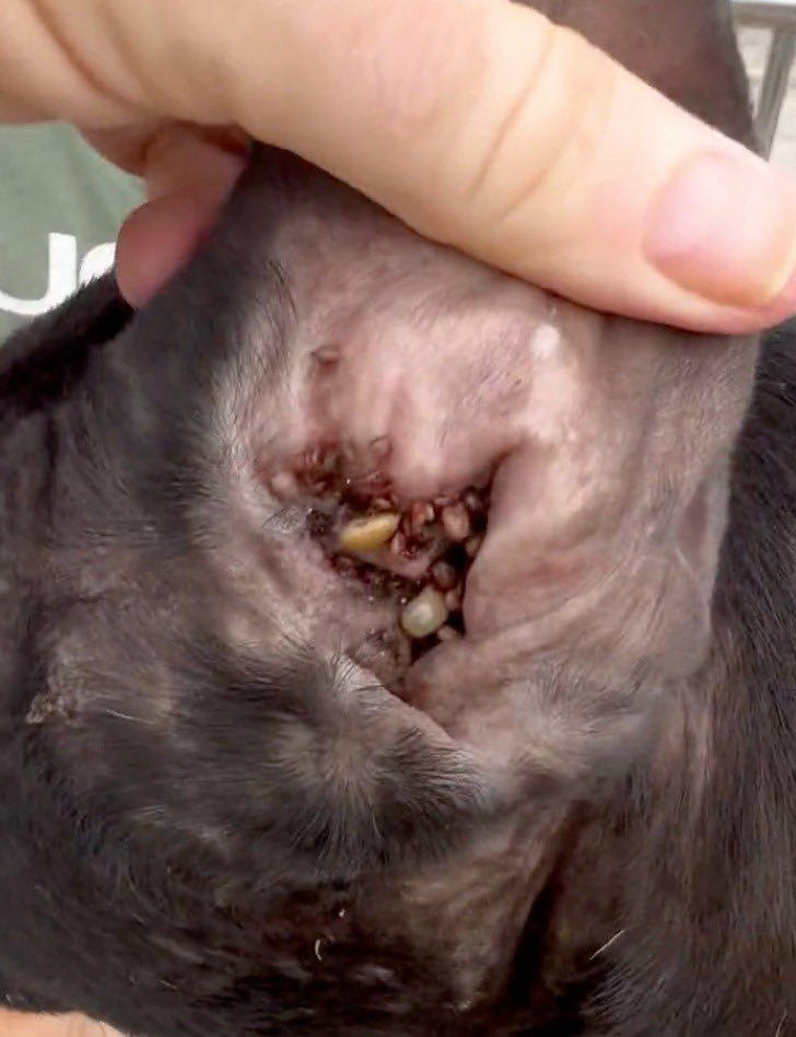 Shaq had such bad blood and 100s of ticks in his ears. 

I played with him presuming her wouldn’t make it. His eyes were droopy from the weight of it. (3/8)