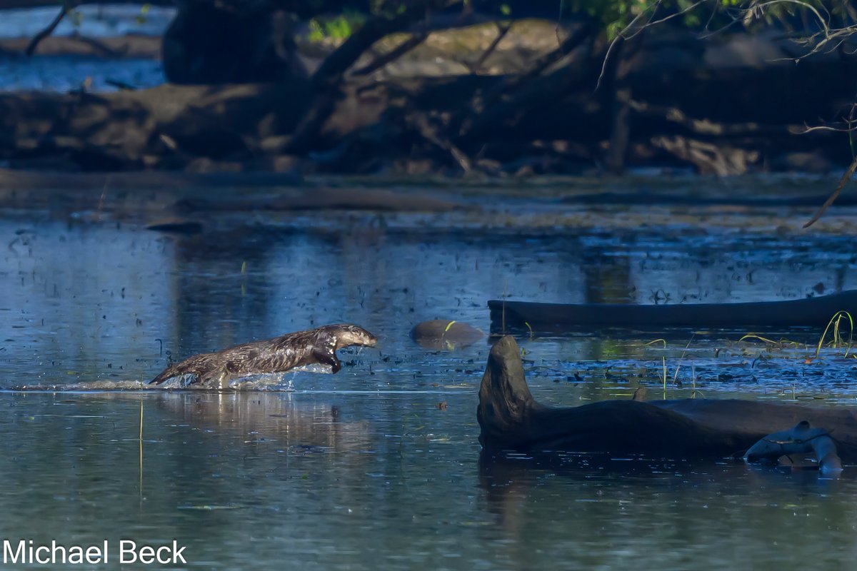 Lucky this morning while awaiting my <a href="/Flourandfeather/">Flour and Feather</a> delivery, my first Otter.