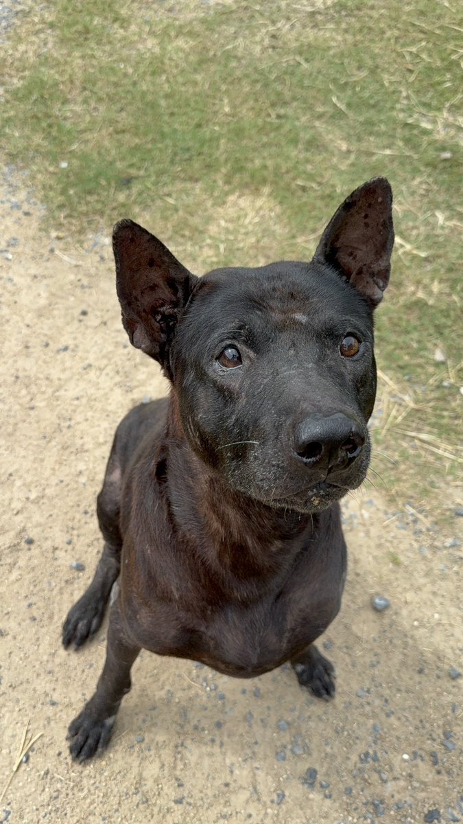 His life was over in that first photo. He had no hope and was about to die. 

Look at him now. Bright eyed and gorgeous looking. 

Shaq never fails to put a smile on my face (8/8)