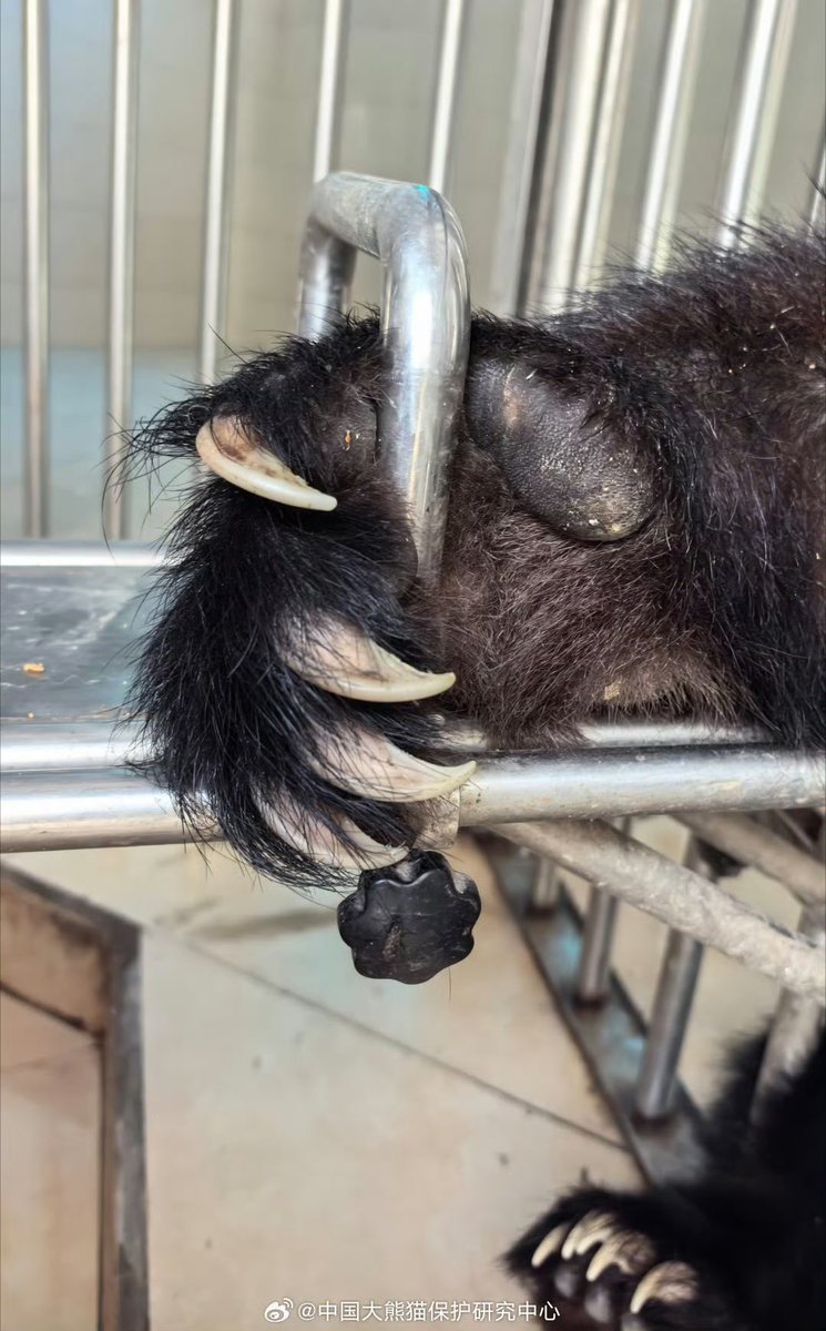 愛らしい姿で私たちを魅了する #ジャイアントパンダ。しかし、その手をよく見ると、隠された「武器」に気づかされます。まるでカッターナイフのような5本の爪が、しっかりと確認できるのです。両手で合わせれば、それは10本。