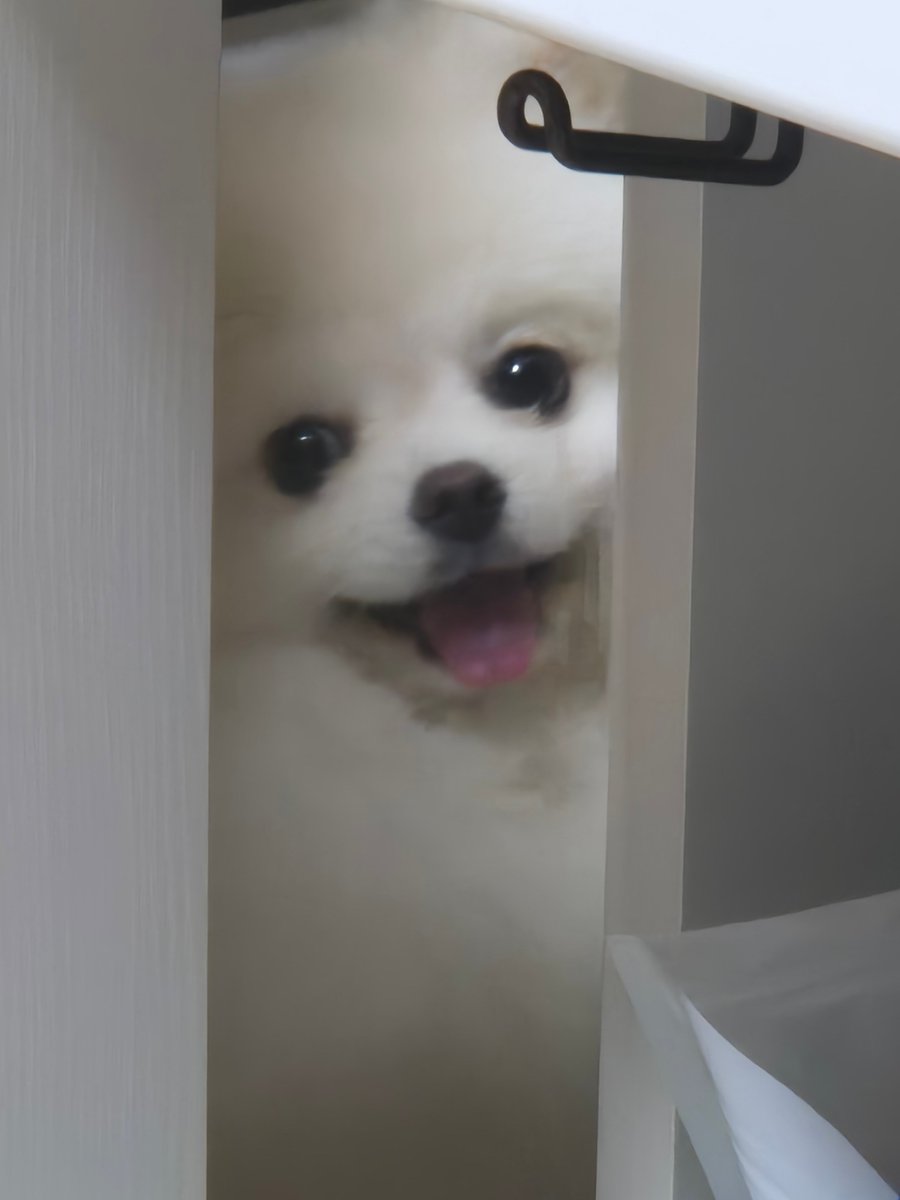 이번에 콩쿨 나가서 곡이름 뭐넣냐고 쌤한테 물어봤는데 답변이 너무 웃김..
(푸딩인 저희집 강아지 입니다