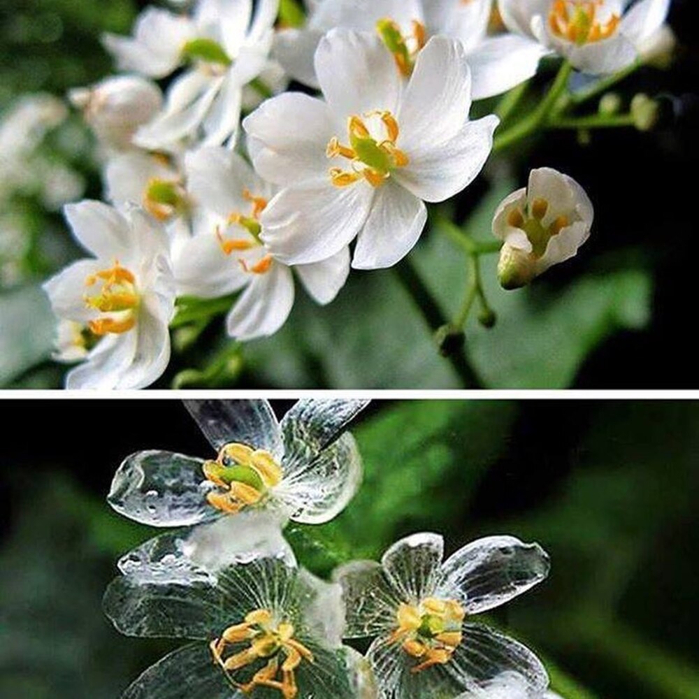 geologyBits's tweet photo. In Geology ✔️ Mineralogy - Botany
#Botany #SkeletonFlower #DiphylleiaGrayi #Nature
🔁 Diphylleia grayi: The Enigmatic Skeleton Flower’s Transparent Secret
▶️ Imagine a flower that transforms into a translucent masterpiece when touched by rain, revealing its delicate veins like a work of natural art.
Meet Diphylleia grayi, the skeleton flower, a botanical marvel that captivates with its ephemeral beauty.
Environment & Cultivation
Diphylleia grayi thrives in the cool, shaded woodlands of Japan, China, and the Appalachian Mountains, where moist, organic-rich soils and dappled light create ideal conditions.
Cultivating this perennial
requires mimicking its native habitat: plant in loamy, well-drained soil under tree canopies, ensuring consistent moisture without waterlogging.
Rhizome division
in early spring is the most reliable propagation method, though its slow growth demands patience.
Botanical Information
Diphylleia grayi, a member of the Berberidaceae family, is a deciduous perennial growing 30–70 cm tall.
Its name, derived from Greek
“di” (two) and “phylleia” (leaves), refers to its paired, umbrella-like foliage.
The plant’s rhizomatous roots
support clumps of large, fuzzy, lobed leaves, topped by clusters of six-petaled white flowers from May to July.
Its defining trait
is the petals’ transformation: when wet, the loose cell structure fills with water, reducing light reflection and turning petals transparent, revealing their skeletal veins.
As they dry
petals revert to opaque white due to air bubbles reforming.
After flowering
it produces cobalt-blue berries with a powdery coating.
Native to high-altitude
moist forests, it prefers USDA zones 4–9 and requires shade to avoid petal scorching.
Its slow growth
and sensitivity to drought make it a challenging but rewarding addition to shade gardens.
▶️ Interesting Fact
The skeleton flower’s transparency is not due to pigment loss but a unique cell structure that alters light reflection when wet, a rare adaptation that has made it a symbol of impermanence and resilience in Japanese culture, often featured in ikebana and hanami traditions.
Have you ever seen Diphylleia grayi’s magical transformation in person, or do you grow it in your garden?
🔁 Like & Share your experiences or other unique plants that fascinate you!
🎞️ Diphylleia grayi -The skeleton Flower
https://t.co/DAfo1YG9mc