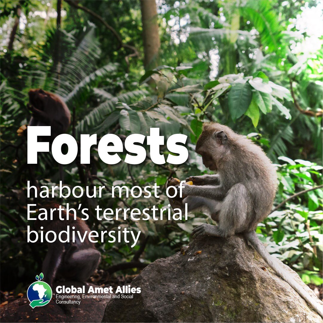 gametallies's tweet photo. Conserving forest has got far reaching benefits than merely providing the timber and fruits or medicinal plants. Carbon sequestration and harboring of most of earth’s terrestrial biodiversity is just a little more that we can add on the list.

#ProtectForests https://t.co/L48MnPYdQX