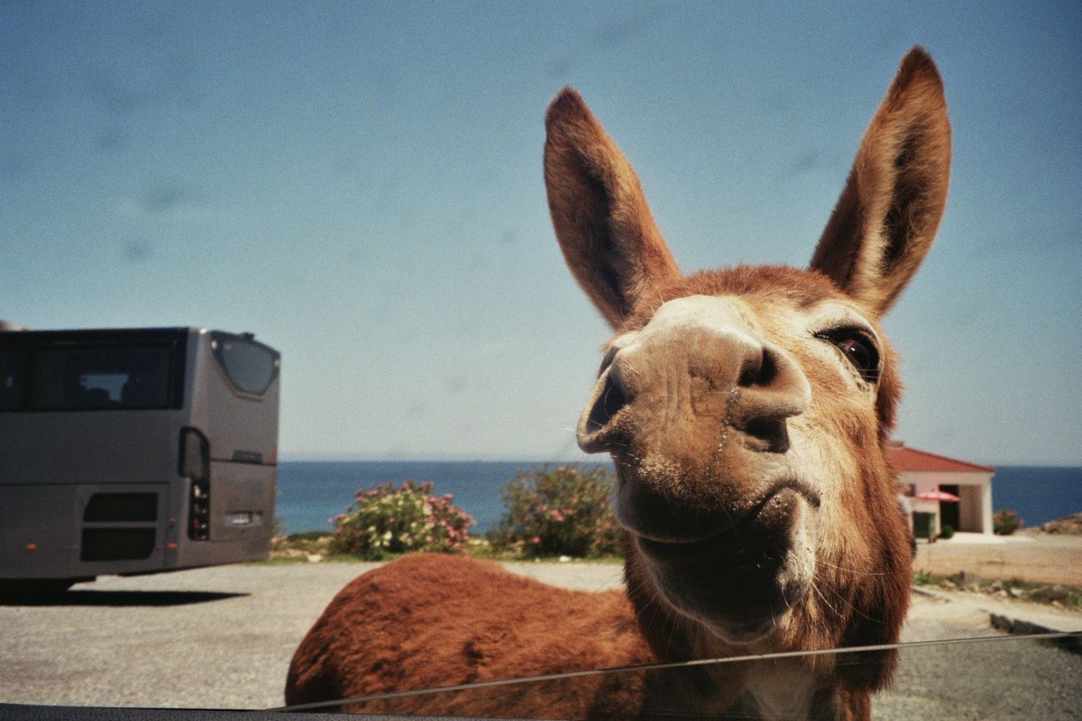 itsrubyellen's tweet photo. “Beware the feral donkey.”

That’s the sign outside the Karpaz peninsula in Northern Cyprus – home to hundreds of wild donkeys.

We’ve been loads of times. It’s basically a bootleg safari.
You rock up with carrots, they shove their heads through your window, race your car like a donkey derby…

It’s always a riot.

So when my best friend came to visit, we hyped it up big time.

For DAYS we were going on about what a hoot the donkeys were and she needed to prepare herself.

So when the day came, she was absolutely buzzing. 
We had the cameras at the ready. 
There were about 70 carrots in the backseat.

We drove the dirt track for an hour, hit the sign, rolled the windows down…

And nothing.

Not a donkey in sight.

We eventually found this lonely guy 20 minutes later. 

Gave him all the carrots and called it a day.

Obviously my friend was pretty disappointed.

But it was our fault. We’d oversold it. 

If we’d just said “nice scenic drive, maybe some donkeys,” she would’ve loved it.

That's a lesson about handling expectations.

Alwats underpromise and overdeliver.

Overselling just leaves a sour taste in your client's mouth.