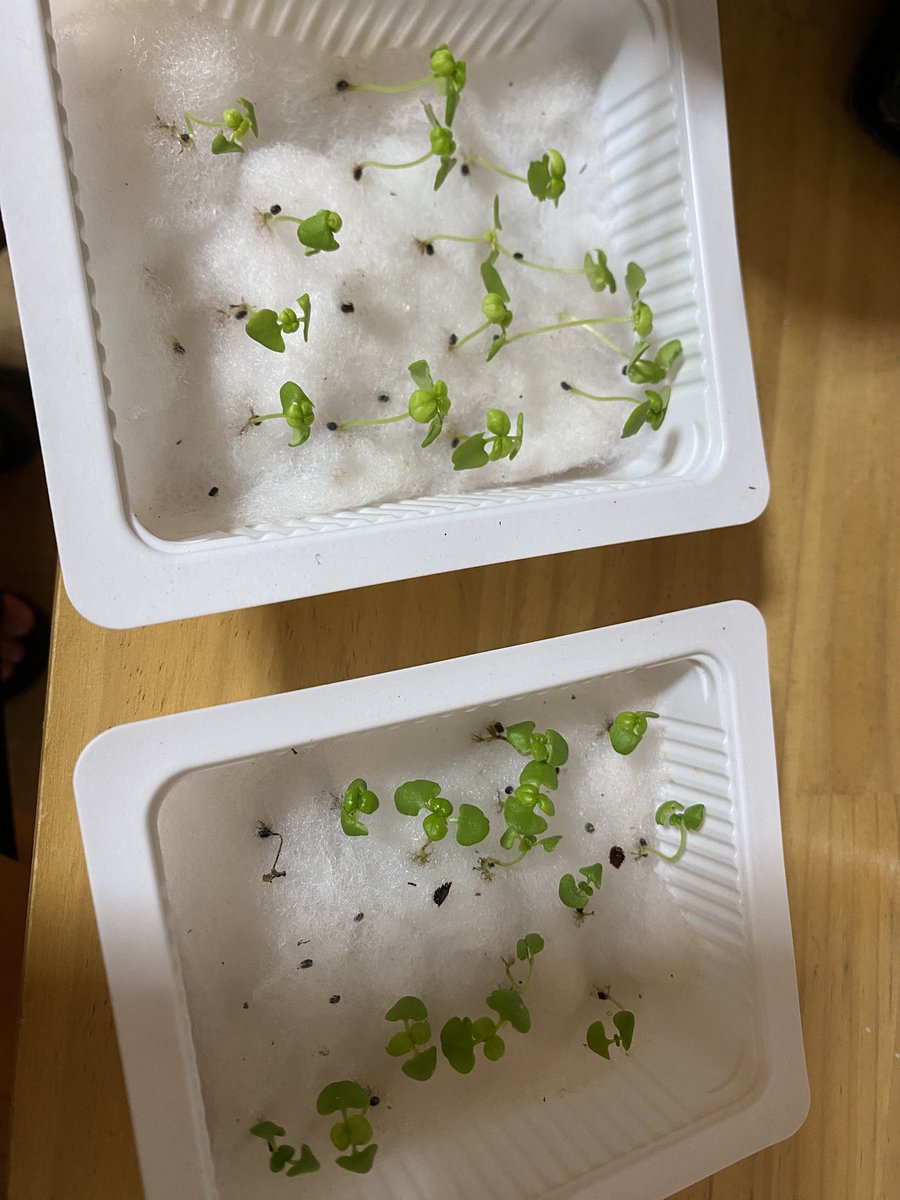 大好きなバジル達を仕分けようかな