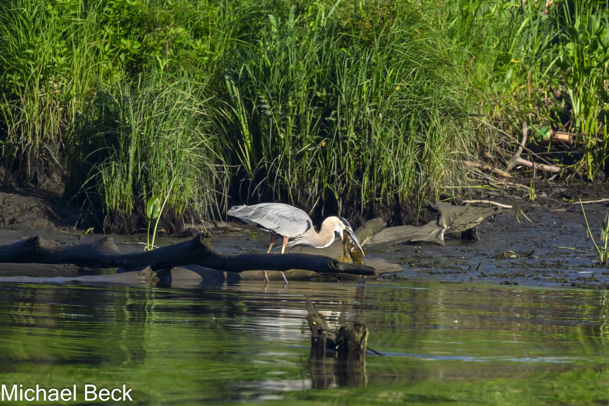 10 minutes and he couldn't get that hog down.