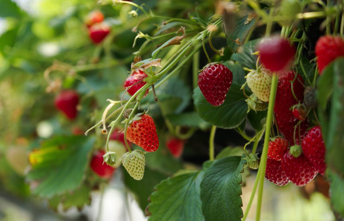 IS IT SAFE TO EAT FRUIT &amp; VEGGIES GROWN IN CONTAMINATED SOIL?
Short answer: No.
Produce grown in polluted soil can absorb toxic substances, and those can end up in you. 
Think twice before planting or picking—always test your soil. 🌱⚠️
#SafeSoilUK #SoilTesting #soil #safesoil