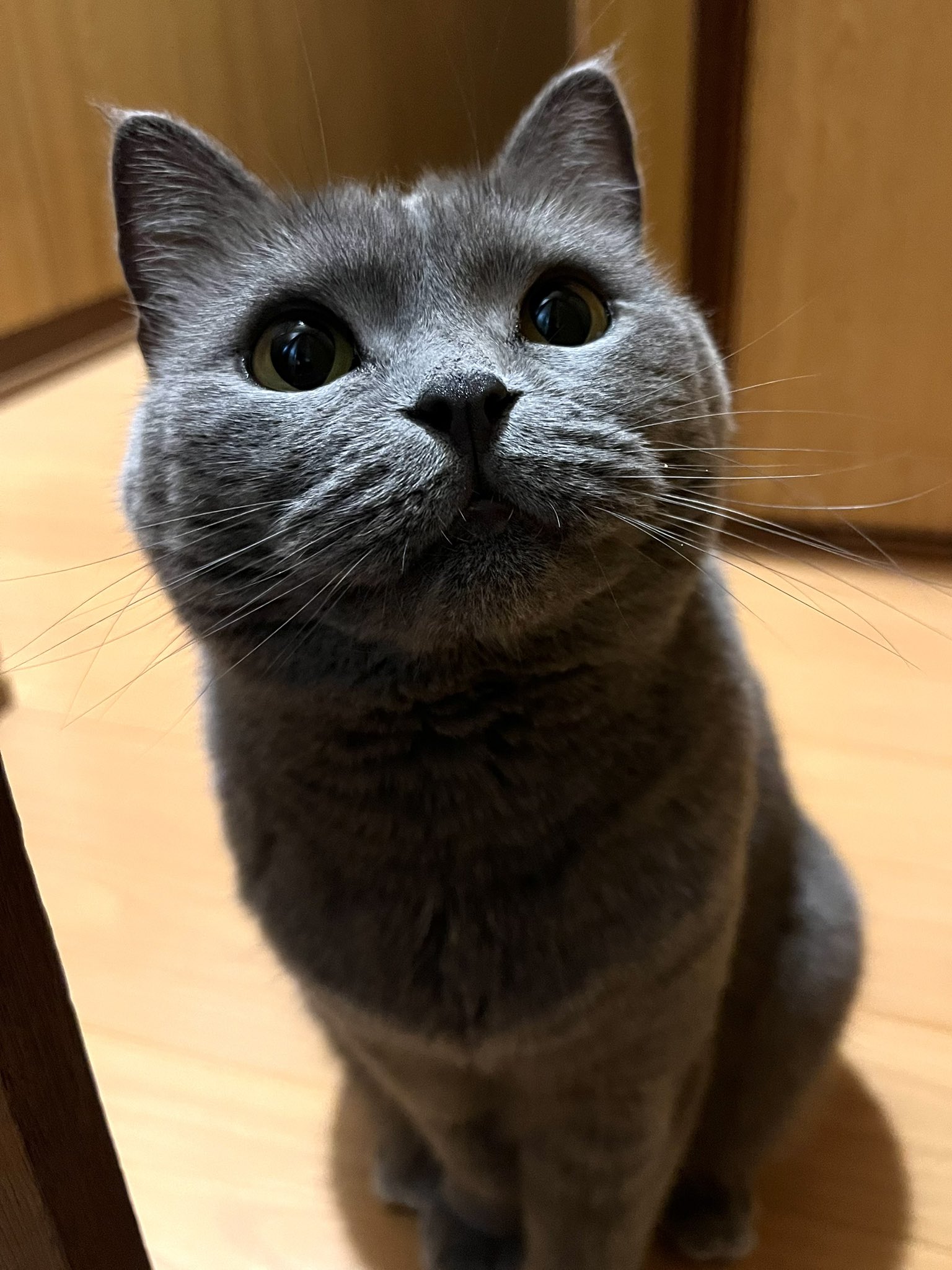 にょーたろー on X: 
