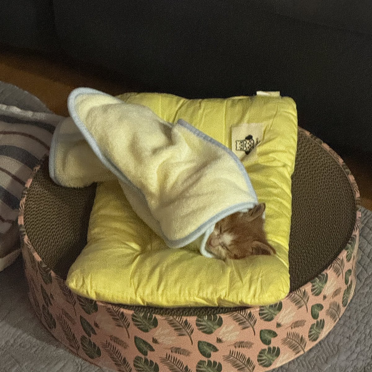 김밥처럼 이불로 돌돌 말고 두드렸더니 드릉드릉하면서 자길래 일단 쿠션을 깔고 올려놨는데 고양이들 원래 이렇게 자나요? 숨숨집 박스 이동장 셋다 안들어가요 ㅠㅠ