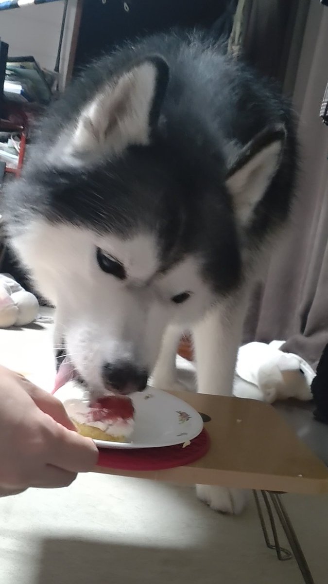 Fate_0624_'s tweet photo. フェイトさん、誕生日です！
7歳になりました！
 #犬の居る生活
 #シベリアンハスキー
 #Happybirthday https://t.co/lqBQzxl2L6
