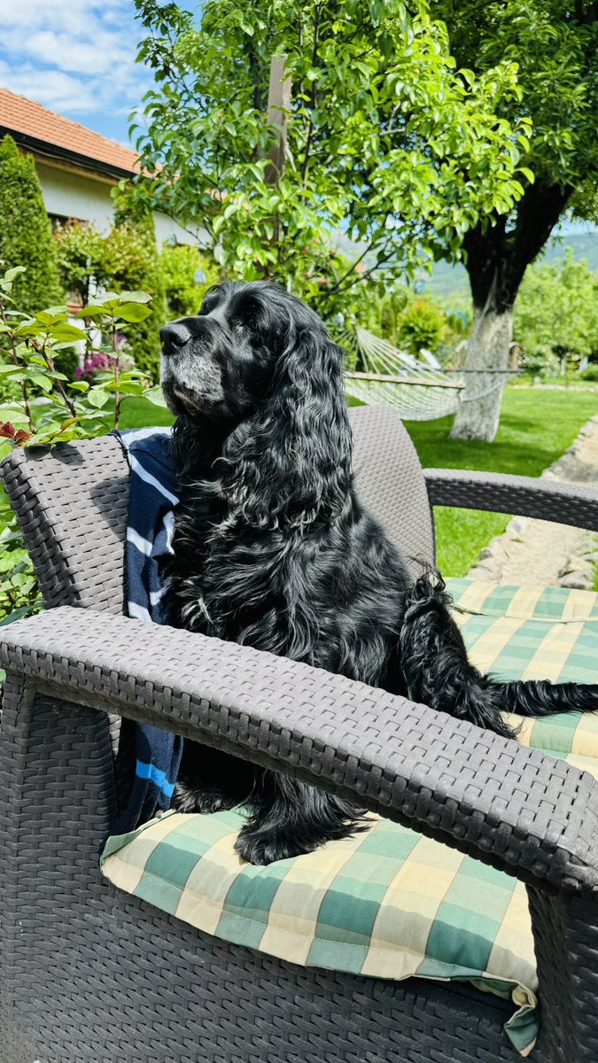 GYY1's tweet image. ВНИМАНИЕ! Черната Пантера е намерена! 😂😂😂