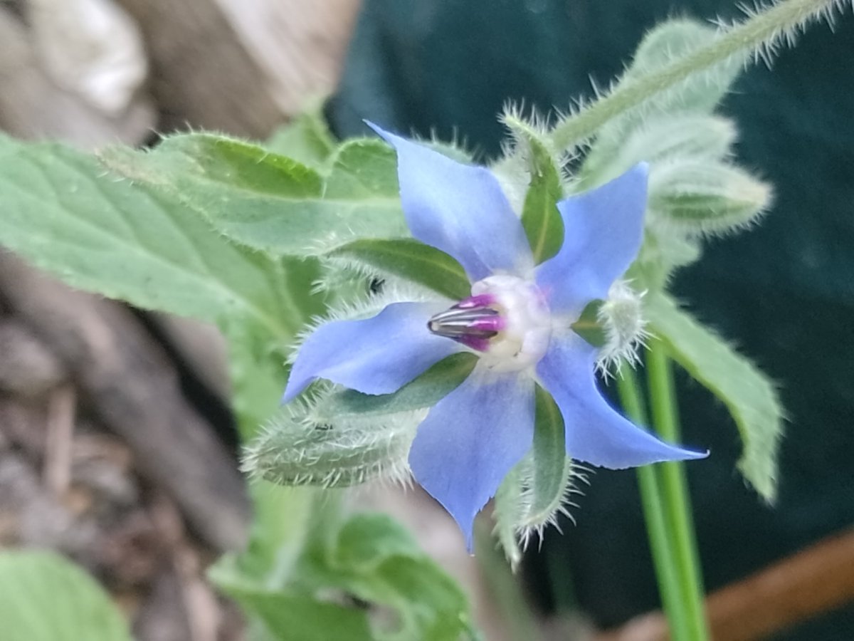 BuffbayB's tweet image. Borage first time grown from seeds for #TuesdayBlue . Hope all is well in your neck of the woods. Blessings 🌞