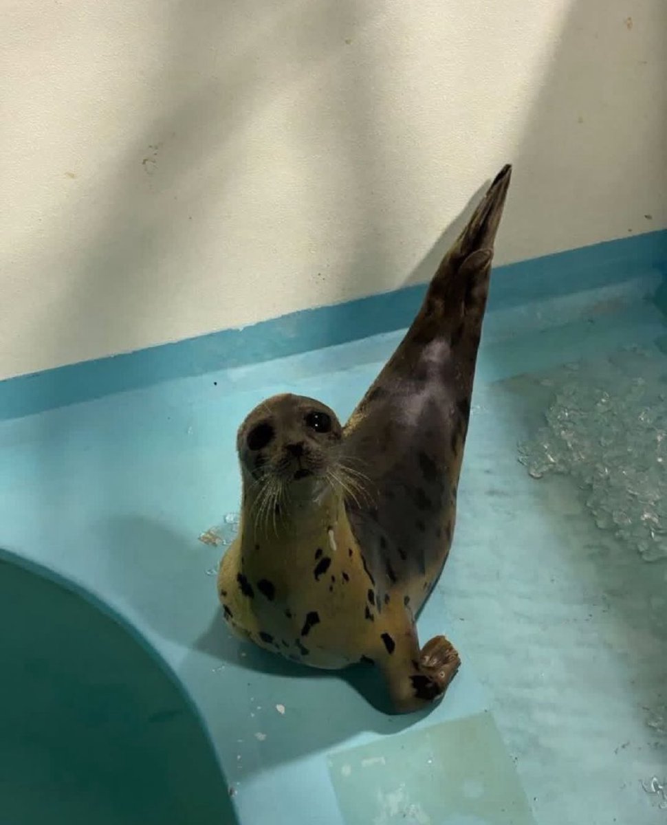 this is a very weird seal. It’s a very scary seal actually…