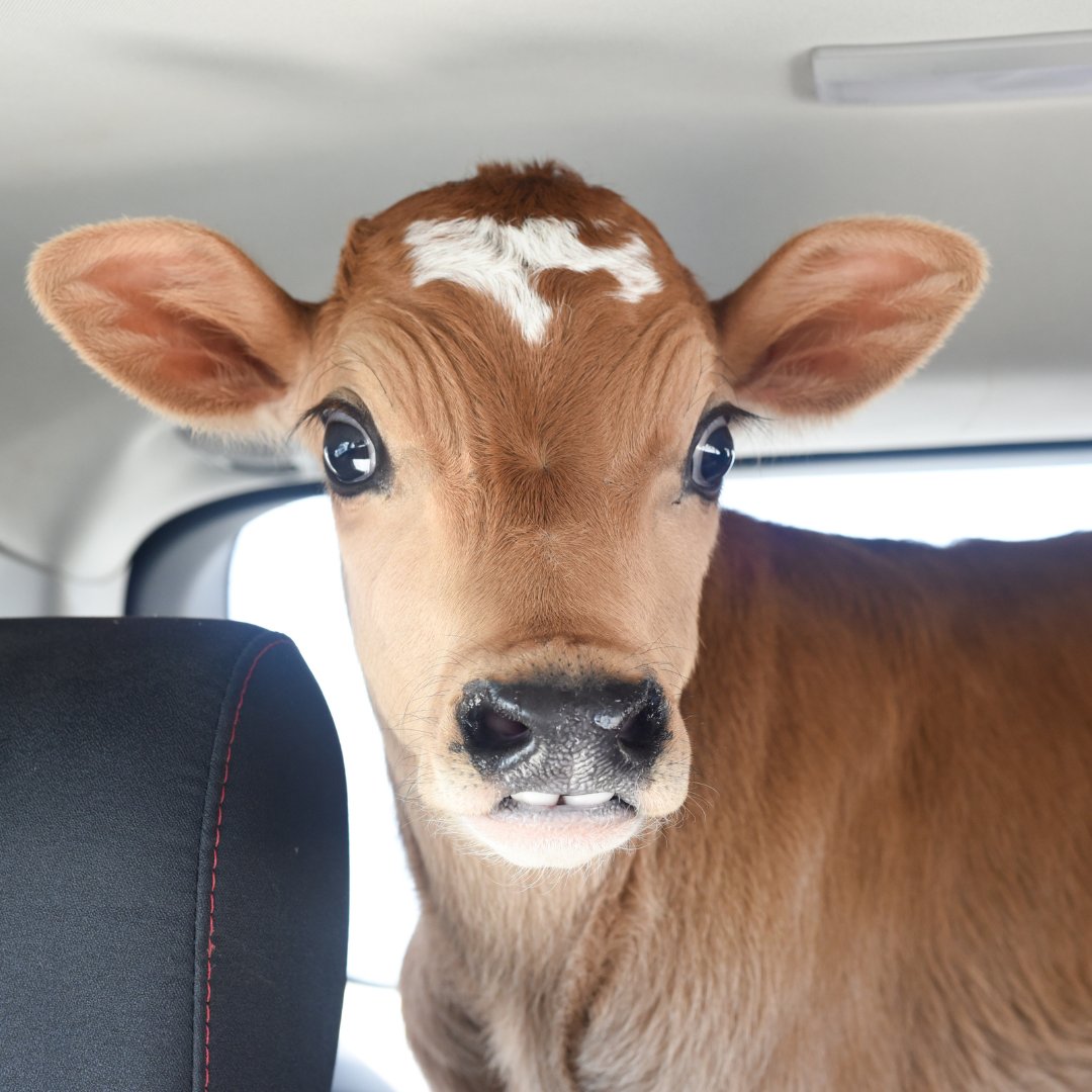 The only thing cuter than a baby cow is a baby cow WITH an underbite 💚