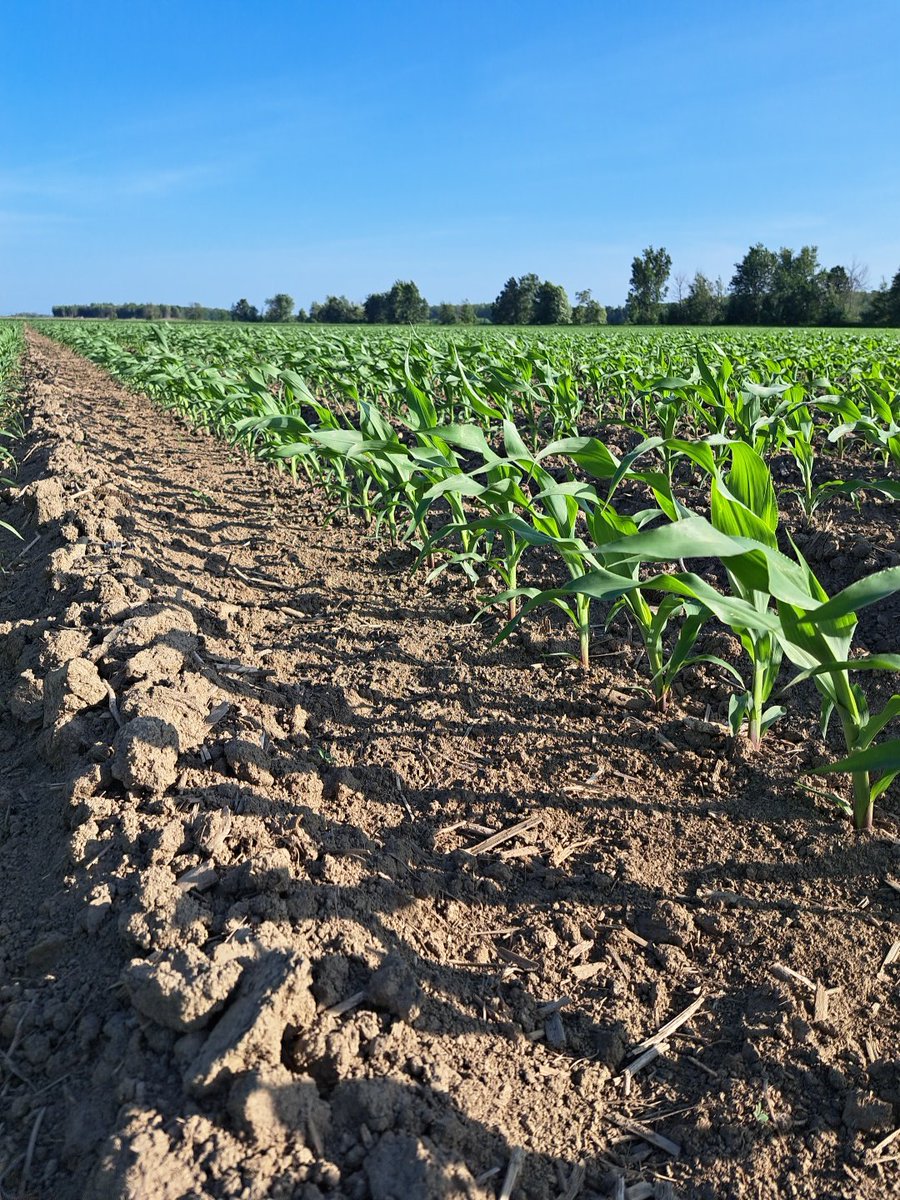 Solid crops in Eastern ON, despite delayed planting windows, now taking advantage of good growing conditions.   Consistent standout products #ontag
