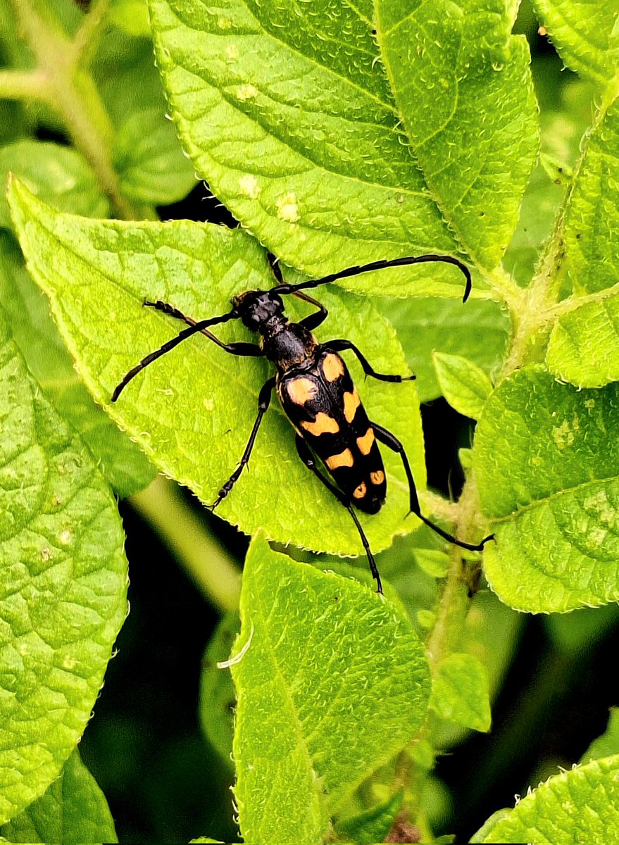 Kicking off #insectweek with this beautiful Leptura quadrifasciata, the four banded long horn beetle. Loves wildflowers for a nibble and rotten wood for raising its young.
Stick both in your garden, and you might just attract some!