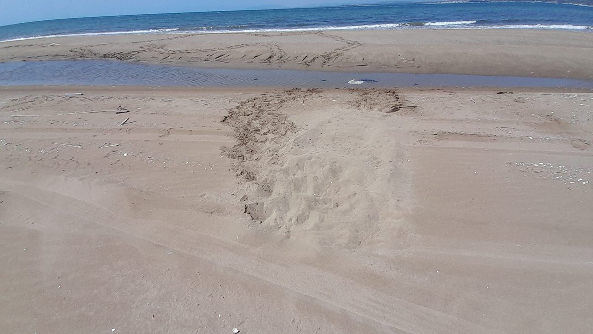 carettaalavista's tweet photo. 🐢 Primer niu de tortuga babaua de la temporada al #PNDeltadelEbre!
⚠️ Recordeu, si veieu rastres a la sorra o veieu una femella intentant fer una posta:
- Truca al 112
- No la molestis
- No et facis fotos amb ella
👉 https://t.co/S4GjQ6R0Bs https://t.co/vv47yaOmQt