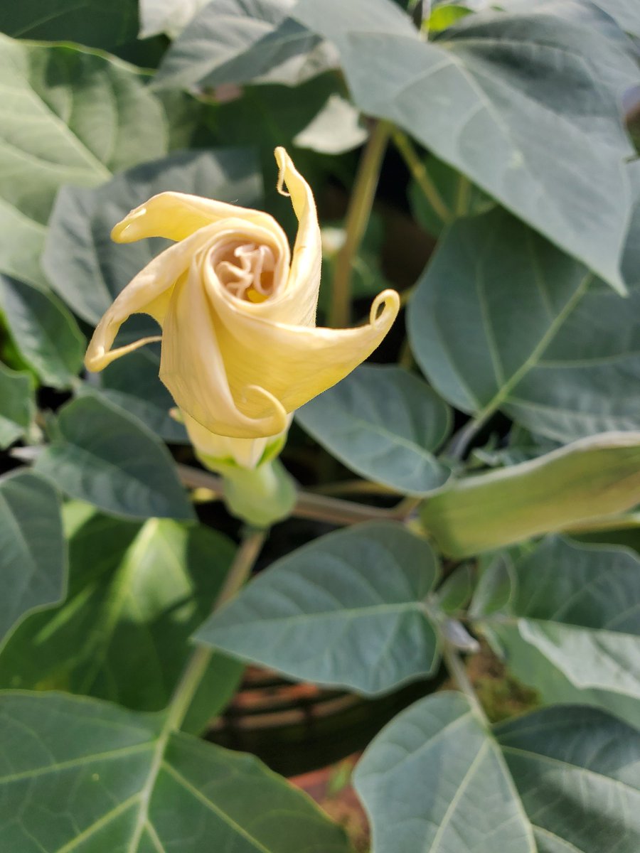 Moonflower before it sounds it 🎺