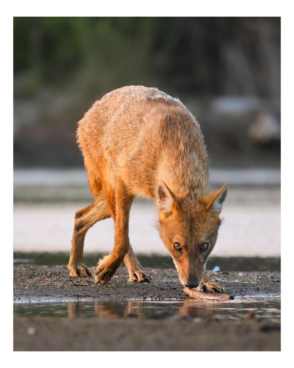 Birdcatcher01's tweet photo. Çakal ➡️ Golden jackal 
📍Karacabey longoz ormanları @AliSenelFilms @kuzeyormanlari https://t.co/KzE5cFRKEL