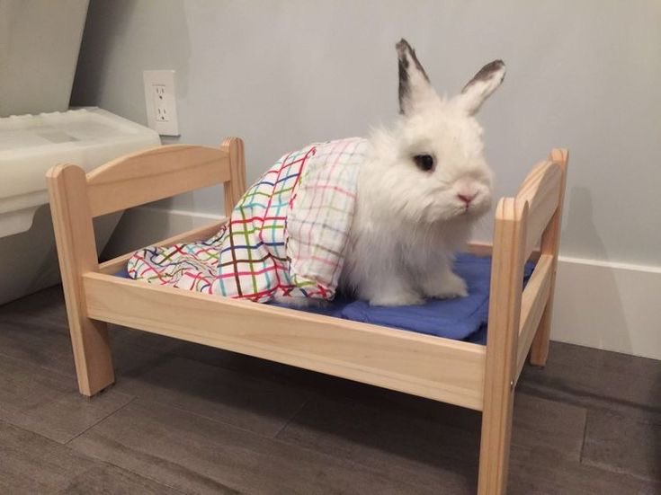 Bunny Stories! tweet media