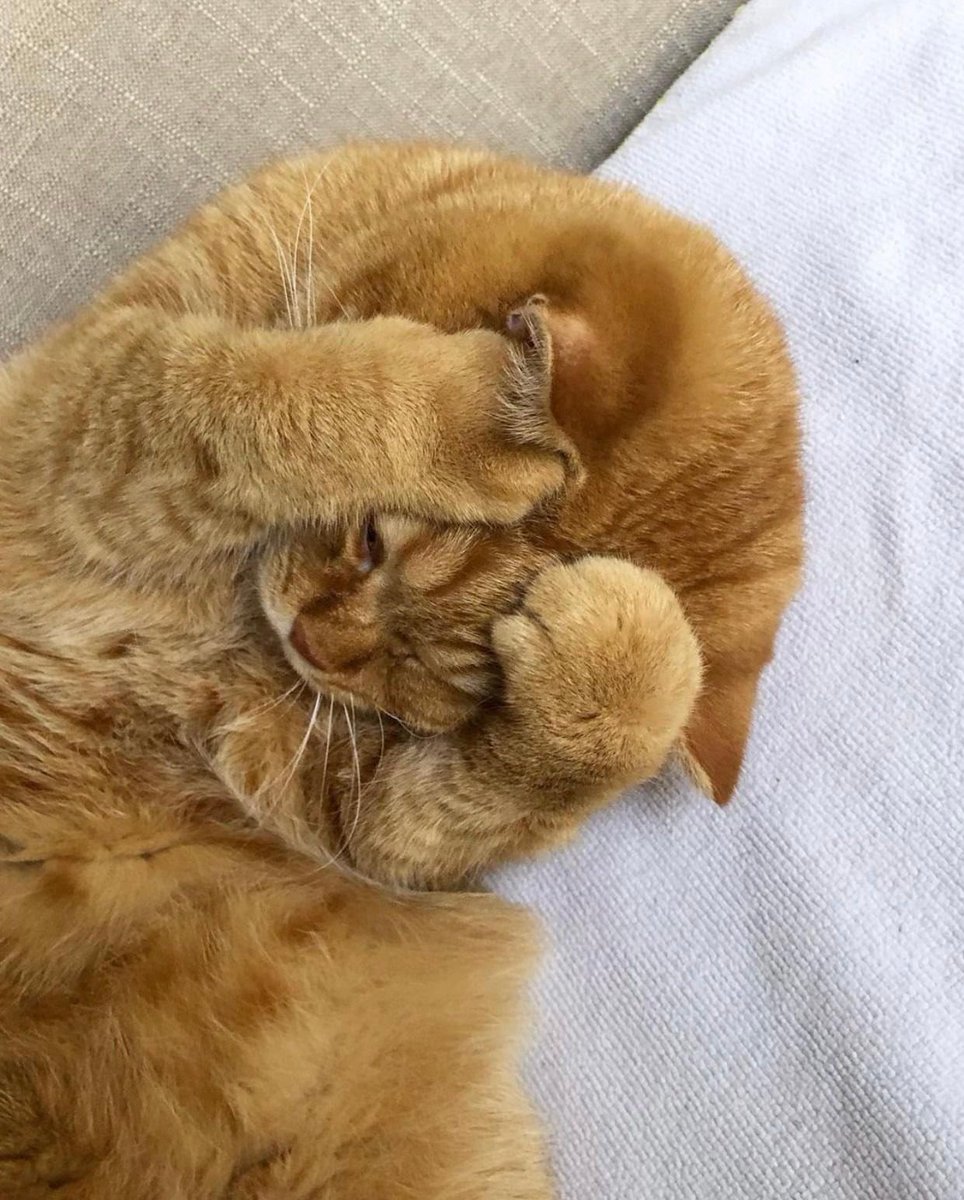 WeAssessCats's tweet photo. AHH SO MANY THOUGHT https://t.co/5WurFY9SrW