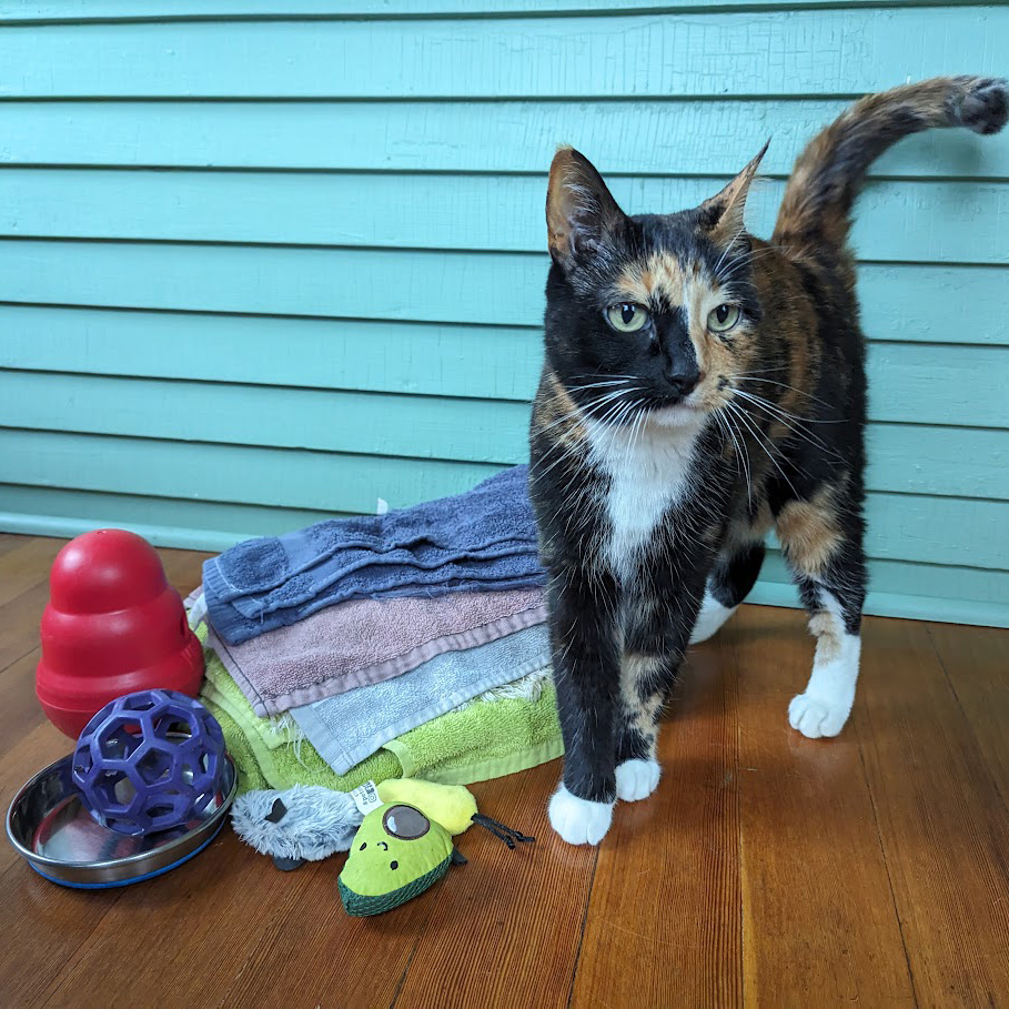 Many animal shelters operate on limited budgets. Think of them the next time you’re decluttering, especially for items that aren’t suitable to donate to a thrift store. Read our latest blog for ideas on what to donate: ow.ly/4eNq50VVF8z #AnimalShelter #Donate #Rescue