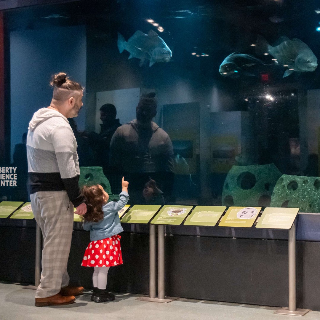 🌊 Did you know the Hudson River is teeming with life? It’s home to thousands of species, including over 200 types of fish! 🐟 

You can see some of these incredible creatures up close in Our Hudson Home, including the black drum fish, summer flounder, striped bass, and more. 🐠