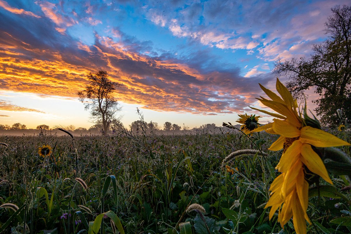 When weather didn't work out this spring, with the help of AgSpire, a South Dakota producer pivoted their approach turning excess moisture into an opportunity for grazing forage &amp; improved soil health!  tinyurl.com/y87unsur