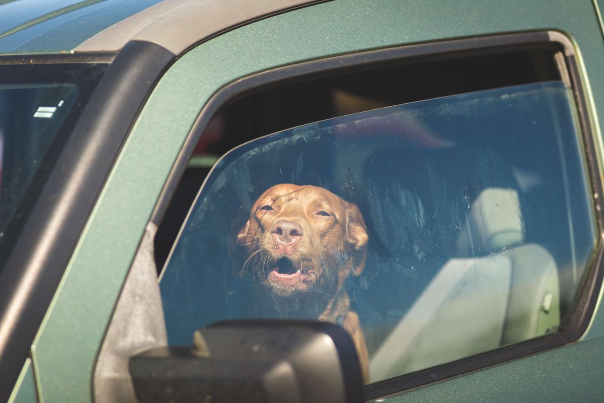 Heat Fact: Tempted to leave your🐕in the car while you run a "quick" errand? Don't do it! Even with a window cracked, when temperatures are in the 90's, it takes just 10 minutes for your vehicle to reach 109-degrees and 20 min. to reach 119🌡️!