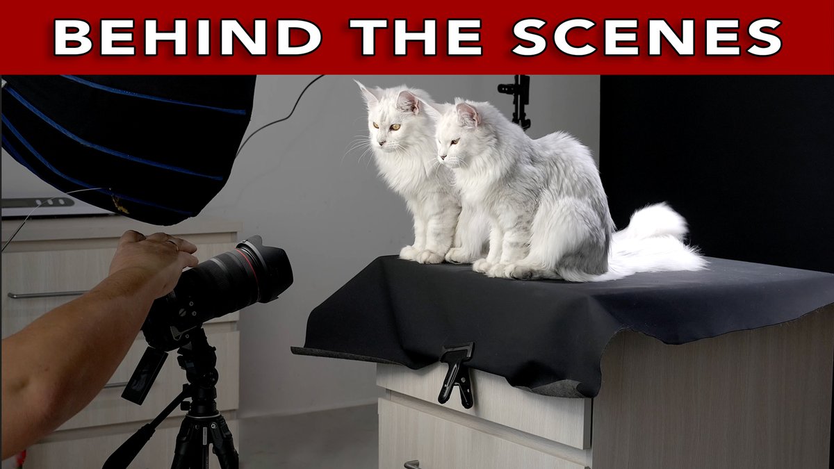 Felis Gallery by Robert Sijka tweet media