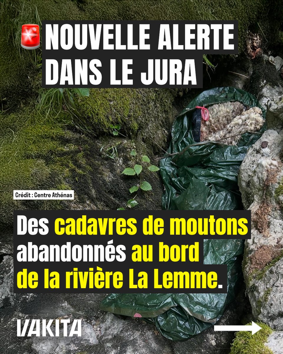 vakitamedia's tweet photo. Des cadavres de moutons ont été découverts, abandonnés au bord de la rivière La Lemme.

Le 22 juin, le Centre Athénas a partagé ces images glaçantes : On peut voir des carcasses de moutons, empaquetées dans des sacs poubelle, jetées près du cours d'eau.

L'association dénonce une : « RIVIÈRE SACRIFIÉE PAR DES SALAUDS SANS SCRUPULES. »

Au delà de cette scène digne d'un film d'horreur, la présence de dépouilles en décomposition à proximité d'une rivière entraîne un fort risque de contamination bactériologique.

Le centre a donc immédiatement signalé les faits
à l'Office Français de la Biodiversité (OFB)
et a annoncé déposer plainte.

En mars 2024, 20 renards avaient été retrouvés morts près de cette rivière. Une enquête avait permis de retrouver l'auteur de ce dépôt macabre : un louvetier assermenté.

Condamné et suspendu au moment de l'affaire, il aurait depuis réintégré ses services, selon le Centre Athénas...