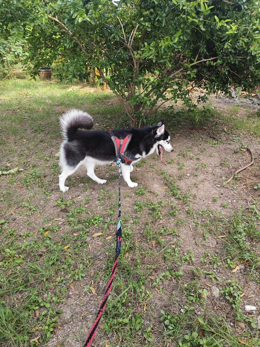 BeautyFree7's tweet photo. Challenge My Day 23
On Monday June 23 ,2025 
#St3PRCHALLENGE
Sushi is My helper
Walk and run 😆 2-4 time/ Day 
One week to go 🎉🎉🎉
Get 200% from NFT Corgi Gang 🥰
❤️ 
#st3pr_vet
@ST3PR_VET

Thank you for the Challenge ❤️
@BreakingBallz1 https://t.co/KMiK0JVadb