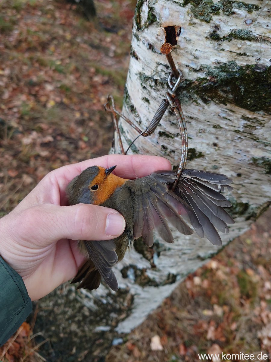 4/4

The traps have now almost disappeared in southern Italy, and their numbers are also declining in northern Italy, a testament to our enduring fight!